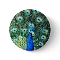 Peacock, standard button