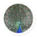 Peacock stickers