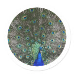 Peacock stickers