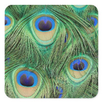 Peacock Sticker