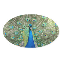 Peacock Sticker