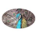 peacock stickers