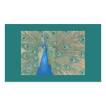 Peacock Rectangular Stickers