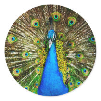 Peacock Stickers