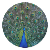 Peacock, stickers