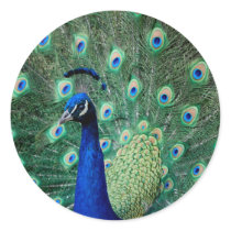 Peacock, stickers