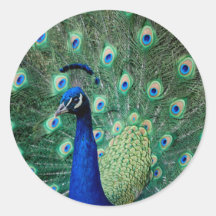 Peacock, stickers