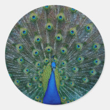 Peacock, stickers