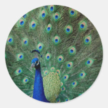 Peacock, stickers
