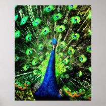 Peacock Strut Posters