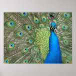 Peacock Strut Print