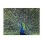Peacock Strutting postcards