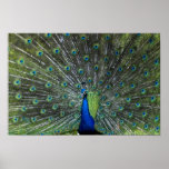 Peacock Strutting posters