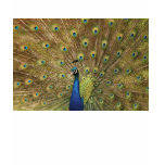 Peacock t-shirts