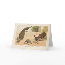 Peacock,Turkey, & Guinea Fowl Cards