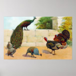 Peacock, Turkey, Guineas Posters