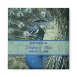 Peacock Wedding Save The Date magnets