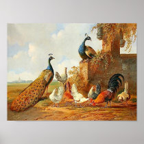 Peacocks and chickens print