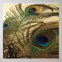 Peacocks feathers print