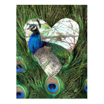 Peacocks in a Heart Postcard