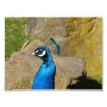 Peacock's Portrait Photographic Print