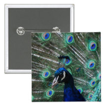 Peafowl Bird Button