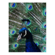 Peafowl Bird Postcard