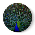 "Peafowl Plumage" Pin buttons