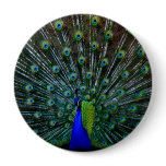"Peafowl Plumage" Pin buttons