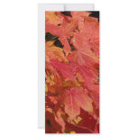 Peak leaves full color rack card