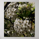 pear blossoms print