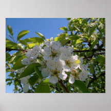 Pear Blossums Print