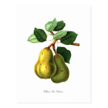 Pear Post Card