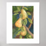 "Pear Tree" Posters