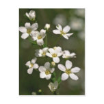 Pearls Of Nature Postcard