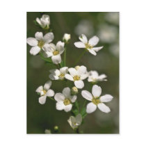 Pearls Of Nature Postcard
