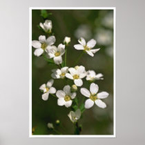 Pearls Of Nature Poster