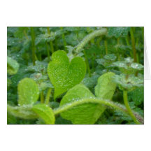 Pearly Dew Drops Greeting Card