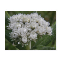 Pearly Everlasting, Unalaska Island Post Card
