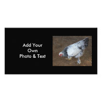 Pecking Chicken