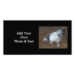 Pecking Chicken photo cards