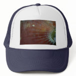 Pectoral fin of the redband parrotfish hats