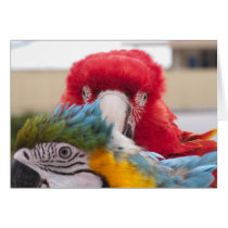Peek a Boo Greeting Card