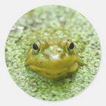 Peek-a-boo frog round sticker