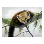 Peek-a-boo, Pine Marten Postcard