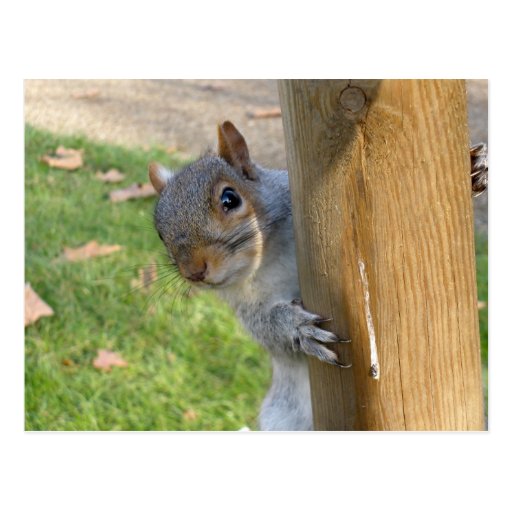 Peek-a-Boo! Post Cards