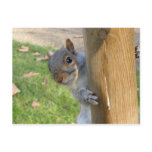 Peek-a-Boo! postcards