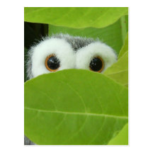 Peek-A-Boo Postcard