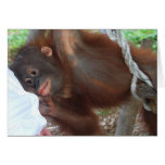Peek-a-boo Primate cards