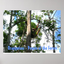 Peek a boo Primate - Orangutan Poster